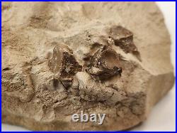 Chocolate Oreodont Associated Fossil Bones White River Brule Fm. NE
