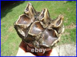 Colorful Rooted 3 Hump Mastodon Tooth Florida Fossils Ice Age Extinct Jaw Bones
