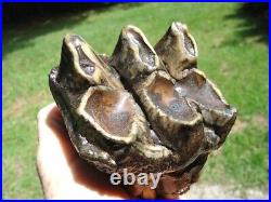 Colorful Rooted 3 Hump Mastodon Tooth Florida Fossils Ice Age Extinct Jaw Bones