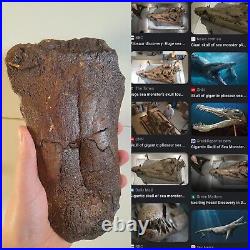 Colossal Pliosaur Reptile Paddle Bone Fossil UK Dorset Jurassic Sea Monster