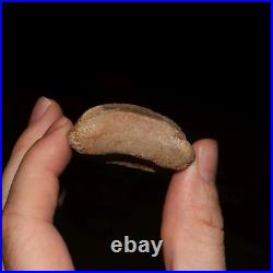 DINOSAUR FOSSIL Hadrosaur Toe Bone Gorgeous Hell Creek Formation Cretaceous