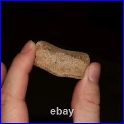 DINOSAUR FOSSIL Hadrosaur Toe Bone Gorgeous Hell Creek Formation Cretaceous