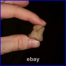 DINOSAUR FOSSIL Hadrosaur Toe Bone Gorgeous Hell Creek Formation Cretaceous