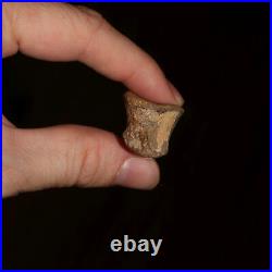 DINOSAUR FOSSIL Hadrosaur Toe Bone Gorgeous Hell Creek Formation Cretaceous