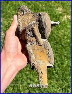DOUBLE Fossil Mosasaur Vertebrae in Matrix Dinosaur Bones Texas Ozan Formation