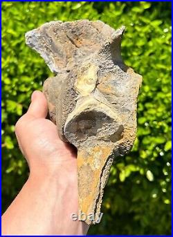 DOUBLE Fossil Mosasaur Vertebrae in Matrix Dinosaur Bones Texas Ozan Formation