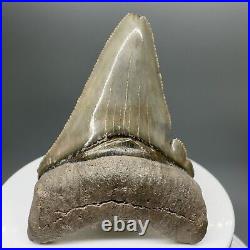 Deformed, sharply serrated 2.25 Fossil MEGALODON Tooth Bone Valley