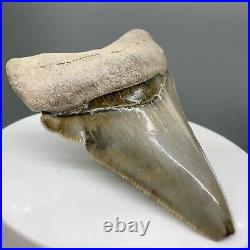 Deformed, sharply serrated 2.25 Fossil MEGALODON Tooth Bone Valley