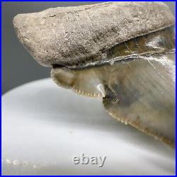 Deformed, sharply serrated 2.25 Fossil MEGALODON Tooth Bone Valley