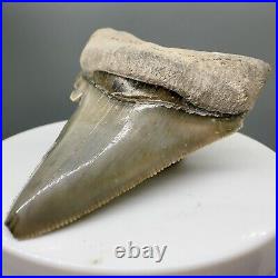 Deformed, sharply serrated 2.25 Fossil MEGALODON Tooth Bone Valley