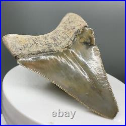 Deformed, sharply serrated 2.25 Fossil MEGALODON Tooth Bone Valley