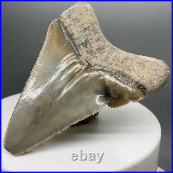 Deformed, sharply serrated 2.25 Fossil MEGALODON Tooth Bone Valley