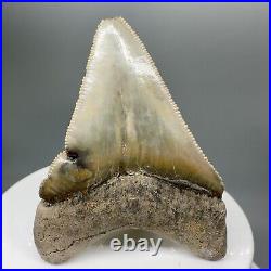 Deformed, sharply serrated 2.25 Fossil MEGALODON Tooth Bone Valley