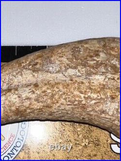 Dinosaur Age Morocco Bone Spinosaurus Hand Claw Some Tip Work Very Nice