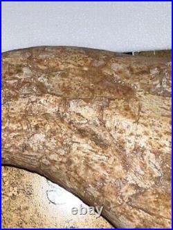 Dinosaur Age Morocco Bone Spinosaurus Hand Claw Some Tip Work Very Nice