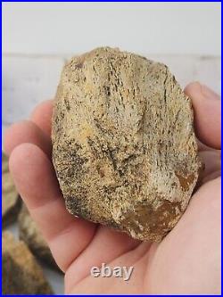 Dinosaur Bone 20 Fossil 8.4 lb Bulk Lot Hell Creek Fm. Wibaux Co, MT