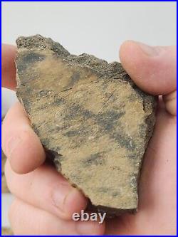 Dinosaur Bone 20 Fossil 8.4 lb Bulk Lot Hell Creek Fm. Wibaux Co, MT