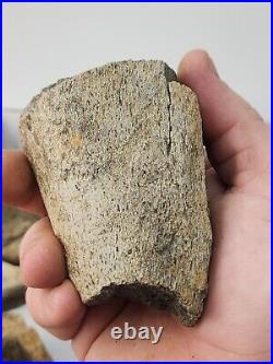 Dinosaur Bone 20 Fossil 8.4 lb Bulk Lot Hell Creek Fm. Wibaux Co, MT