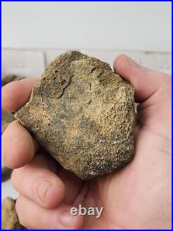 Dinosaur Bone 20 Fossil 8.4 lb Bulk Lot Hell Creek Fm. Wibaux Co, MT