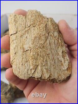 Dinosaur Bone 20 Fossil 8.4 lb Bulk Lot Hell Creek Fm. Wibaux Co, MT