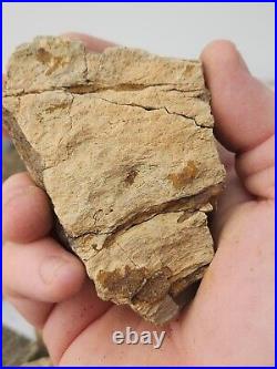 Dinosaur Bone 20 Fossil 8.4 lb Bulk Lot Hell Creek Fm. Wibaux Co, MT