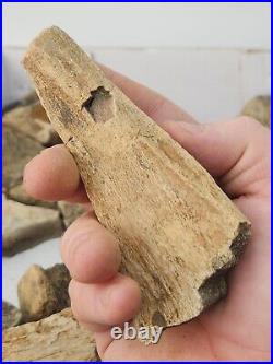 Dinosaur Bone 20 Fossil 8.4 lb Bulk Lot Hell Creek Fm. Wibaux Co, MT