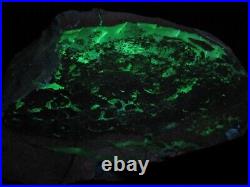 Dinosaur Bone Agate Slab Jurassic Fossil Rare Fluorescent Specimen 3.6lb 6X5