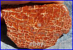 Dinosaur Bone Fossil 4 Corners Colors Jurassic Petrified Jewelry Stone 25gr