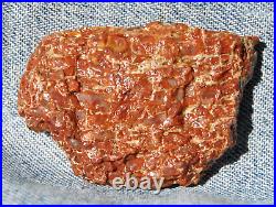 Dinosaur Bone Fossil 4 Corners Colors Jurassic Petrified Jewelry Stone 25gr