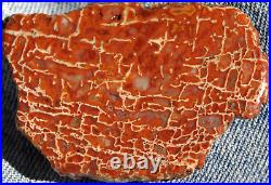 Dinosaur Bone Fossil 4 Corners Colors Jurassic Petrified Jewelry Stone 25gr