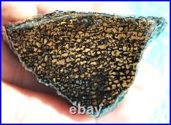 Dinosaur Bone Fossil Golden Black Allies Agatized Petrified Jurassic 71gr-2½oz