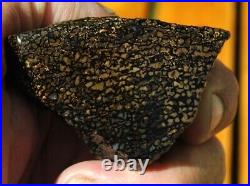 Dinosaur Bone Fossil Golden Black Allies Agatized Petrified Jurassic 71gr-2½oz