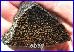 Dinosaur Bone Fossil Golden Black Allies Agatized Petrified Jurassic 71gr-2½oz