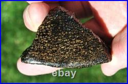 Dinosaur Bone Fossil Golden Black Allies Agatized Petrified Jurassic 71gr-2½oz