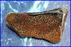 Dinosaur Bone Fossil Halloween Devil Jurassic Gem Jewelry Stone 54½gr-2oz