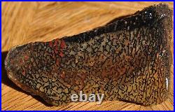 Dinosaur Bone Fossil Halloween Devil Jurassic Gem Jewelry Stone 54½gr-2oz