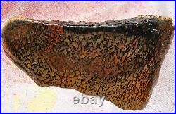 Dinosaur Bone Fossil Halloween Devil Jurassic Gem Jewelry Stone 54½gr-2oz