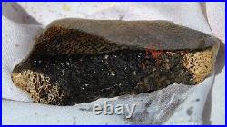 Dinosaur Bone Fossil Halloween Devil Jurassic Gem Jewelry Stone 54½gr-2oz