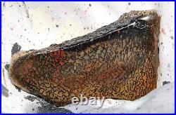 Dinosaur Bone Fossil Halloween Devil Jurassic Gem Jewelry Stone 54½gr-2oz