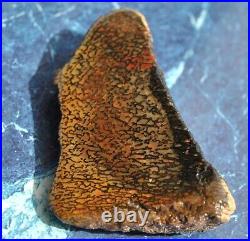 Dinosaur Bone Fossil Halloween Devil Jurassic Gem Jewelry Stone 54½gr-2oz