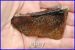 Dinosaur Bone Fossil Halloween Devil Jurassic Gem Jewelry Stone 54½gr-2oz