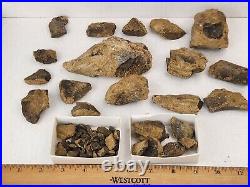 Dinosaur Bone Fossil Prep Projects Morrison Fm. Self Dug Big Horn Co, WY