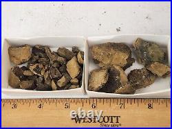 Dinosaur Bone Fossil Prep Projects Morrison Fm. Self Dug Big Horn Co, WY