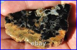 Dinosaur Bone Fossil Trick or Treat Jurassic Petrified Jewelry Stone 57gr-2oz