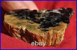 Dinosaur Bone Fossil Trick or Treat Jurassic Petrified Jewelry Stone 57gr-2oz