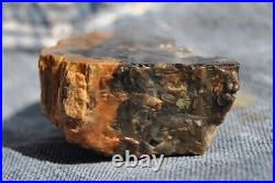 Dinosaur Bone Fossil Trick or Treat Jurassic Petrified Jewelry Stone 57gr-2oz