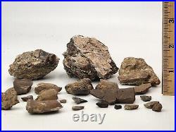 Dinosaur Bone Fragment Fossils Bulk Lot Aguja Fm Brewster Co, TX