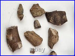 Dinosaur Bone Fragment Fossils Bulk Lot Aguja Fm Brewster Co, TX