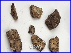 Dinosaur Bone Fragment Fossils Bulk Lot Aguja Fm Brewster Co, TX