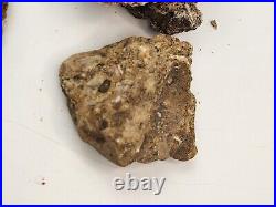 Dinosaur Bone Fragment Fossils Bulk Lot Aguja Fm Brewster Co, TX